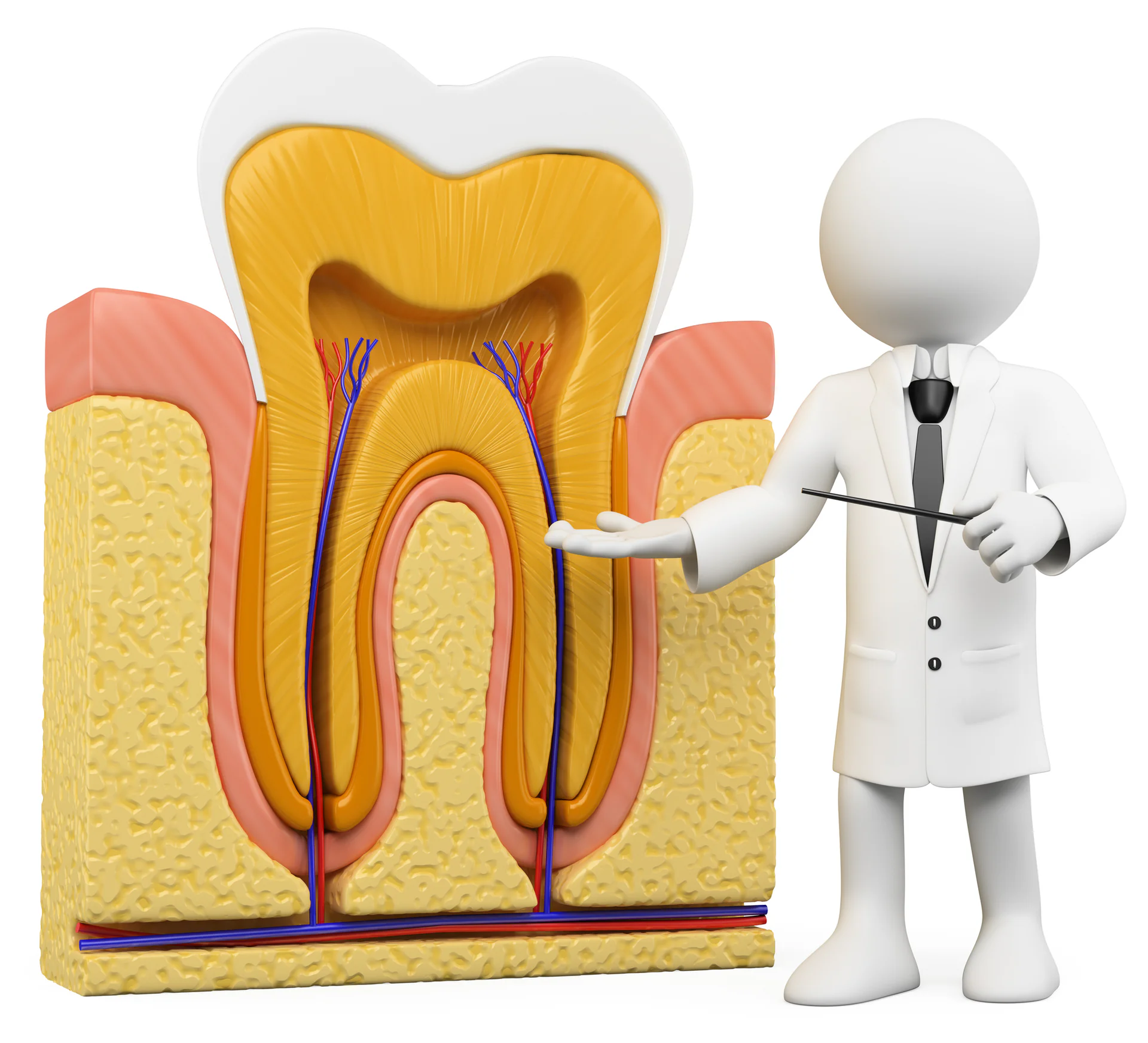 Featured image for “Root Canal vs. Tooth Extraction: How Do Dentists Decide?”